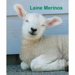 KING OF DREAMS Matelas 19 Cm 80x190 Mousse Poli Lattex Indéformable Trés Ferme + Protège Matelas + Oreiller Mémoire De Forme OFFERTS -Matelas Boutique 14291836 4